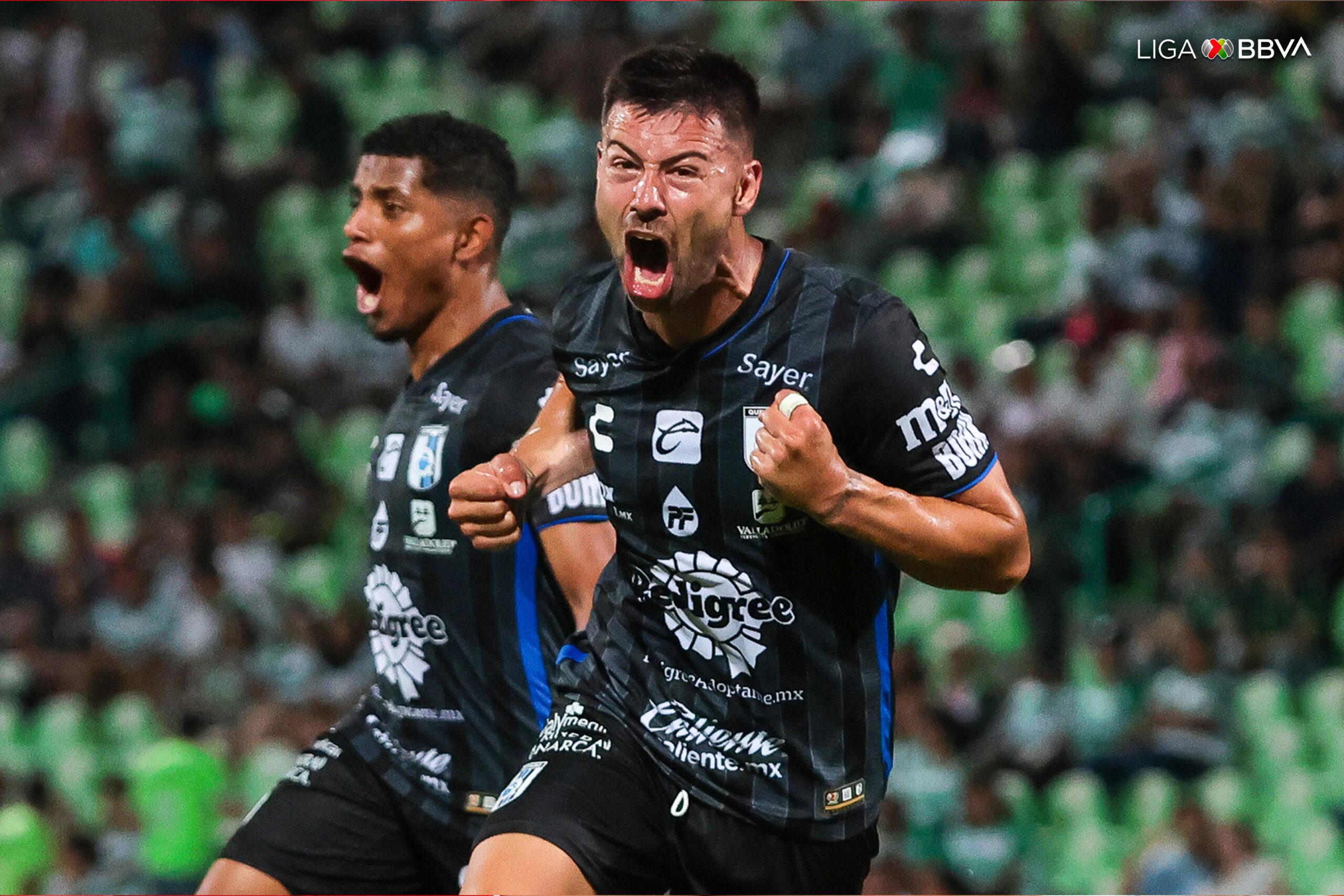 GALLOS BLANCOS